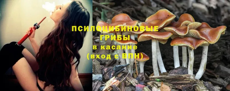 Псилоцибиновые грибы Psilocybe  как найти наркотики  Электрогорск 